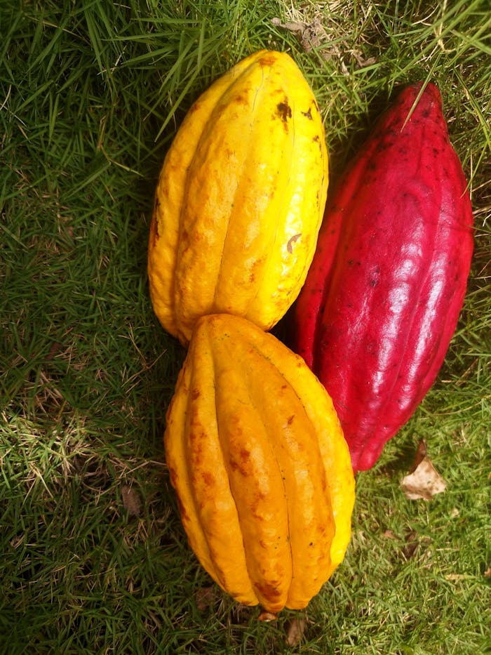 Bright yellow and red cocoa pods resting on fresh green grass, showcasing tropical beauty.
