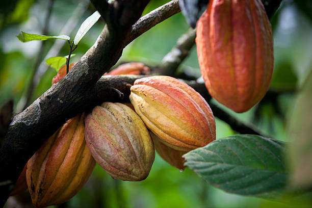 growing cacao